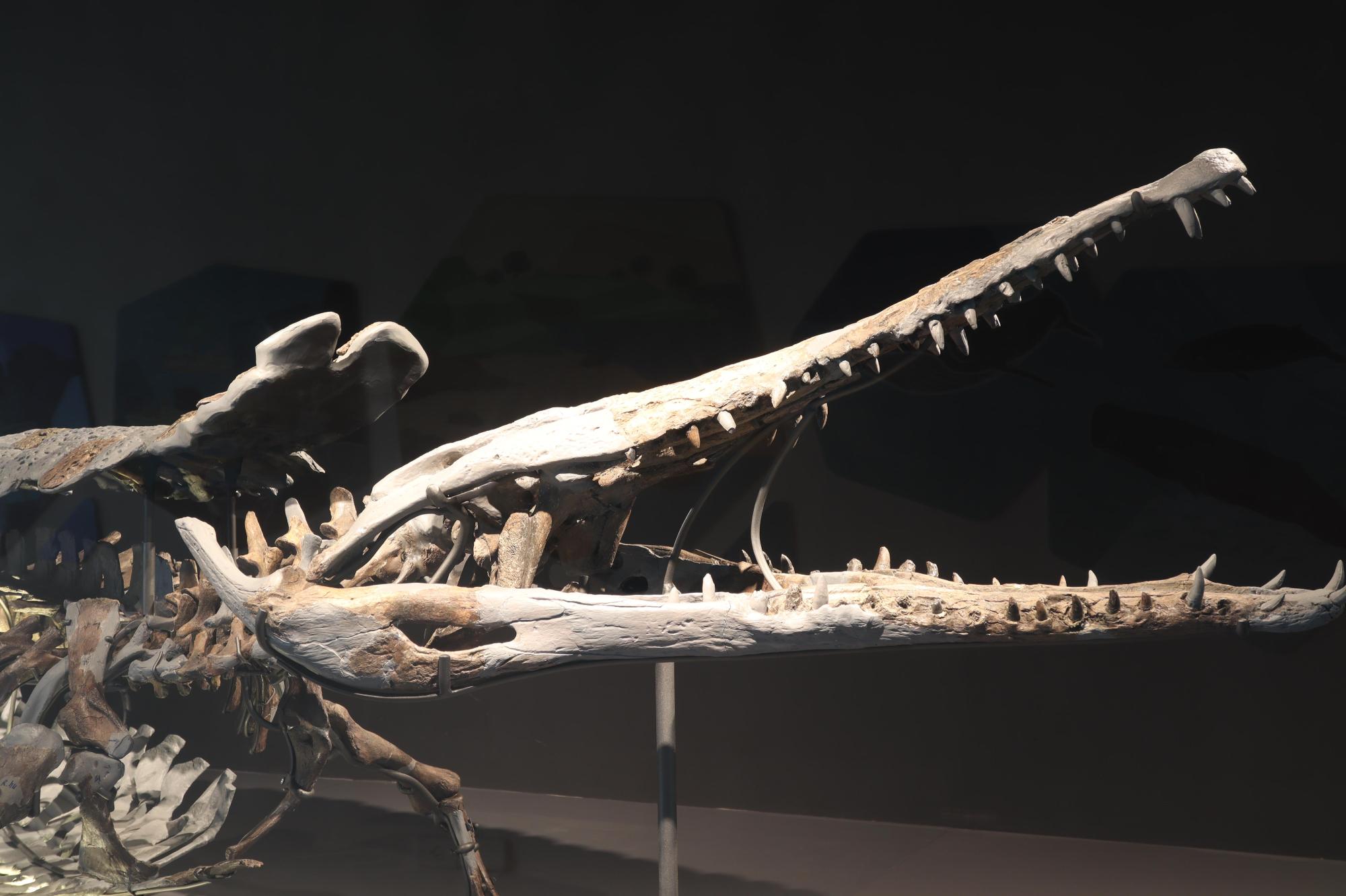 2025澎湖化石館記錄