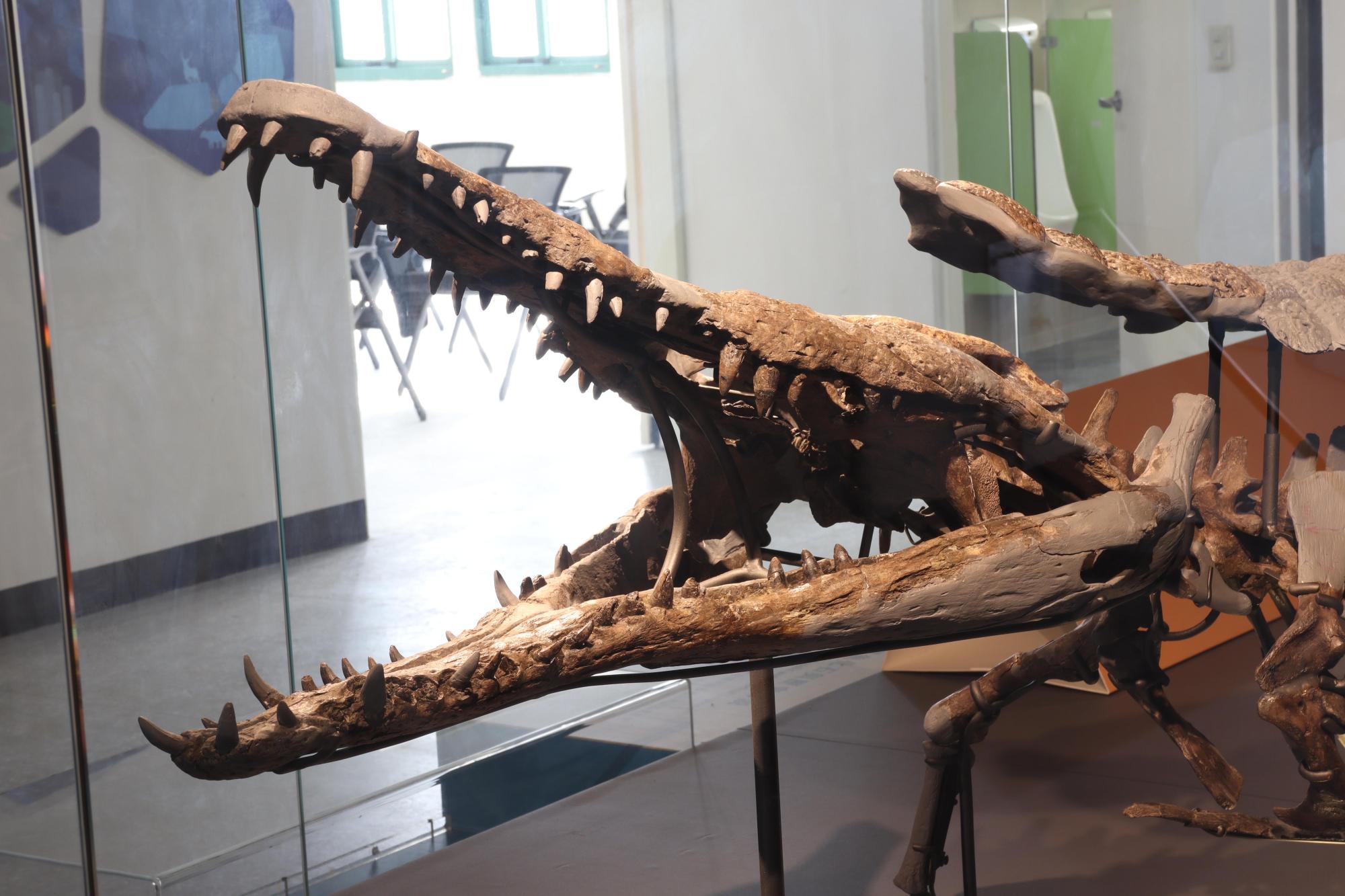 2025澎湖化石館記錄