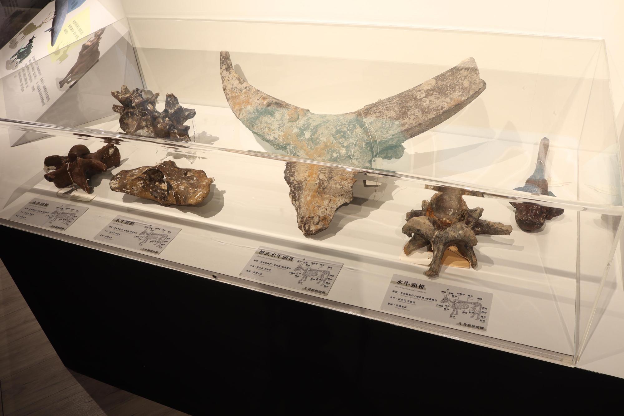 2025澎湖化石館記錄