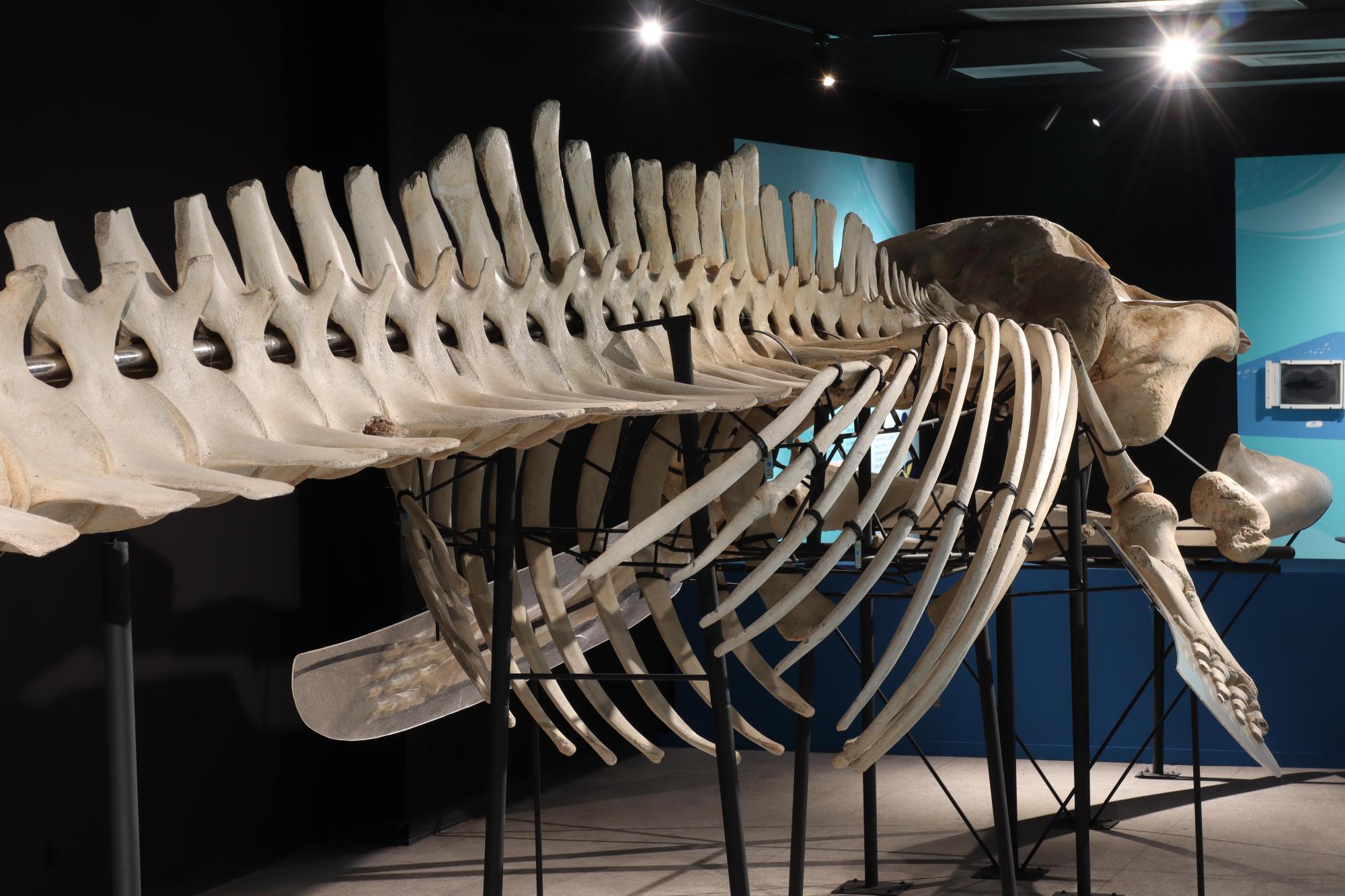 2025澎湖化石館記錄