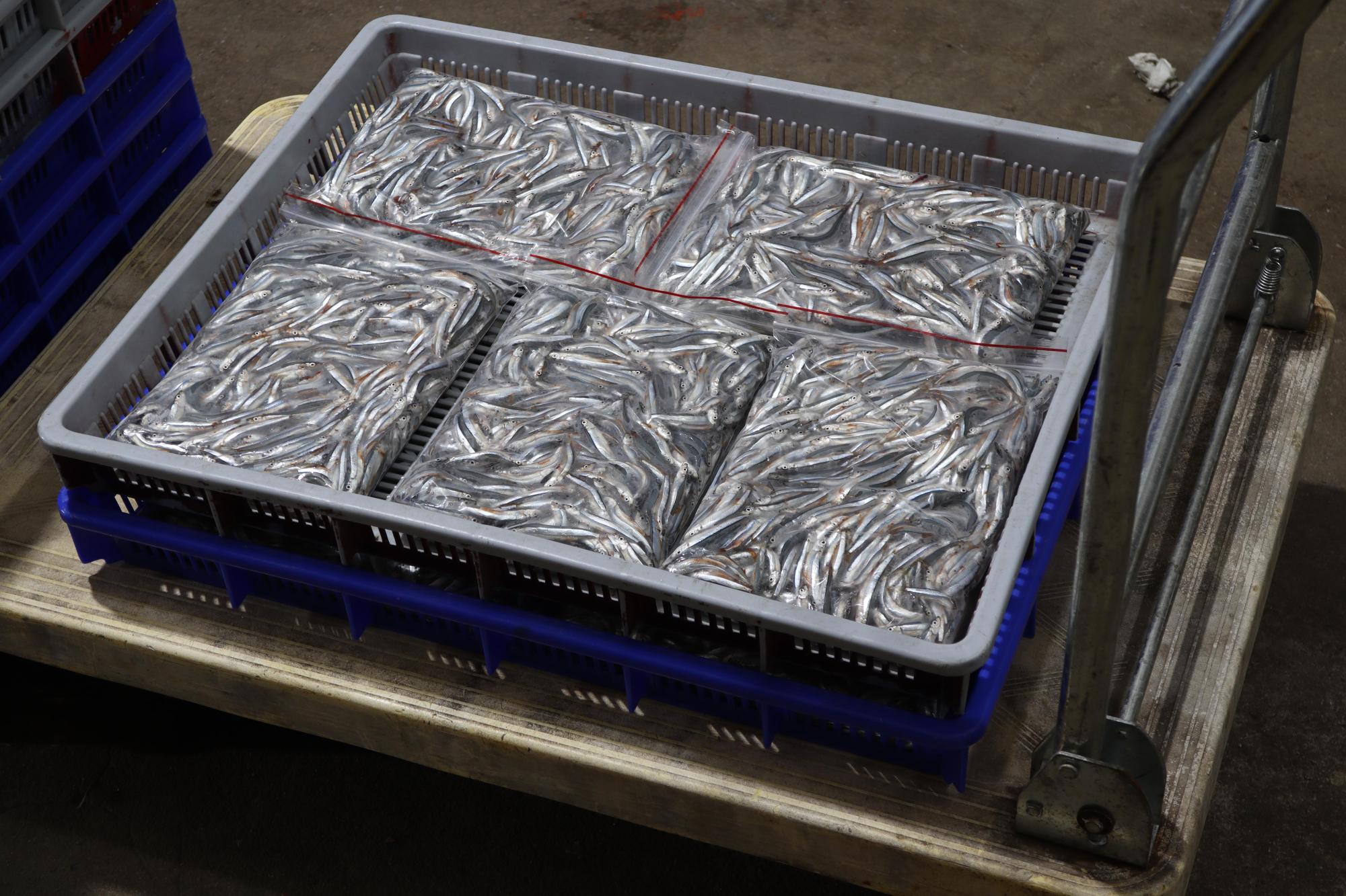 2025赤崁村丁香記錄