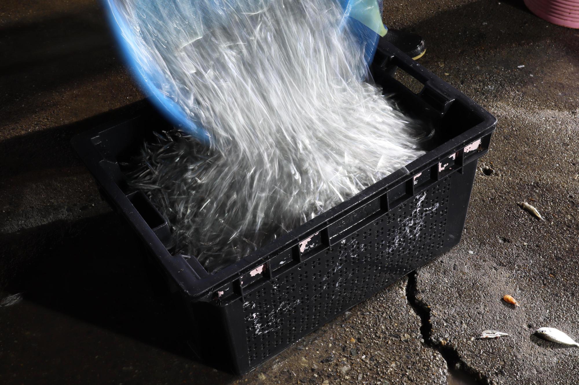 2025赤崁村丁香記錄