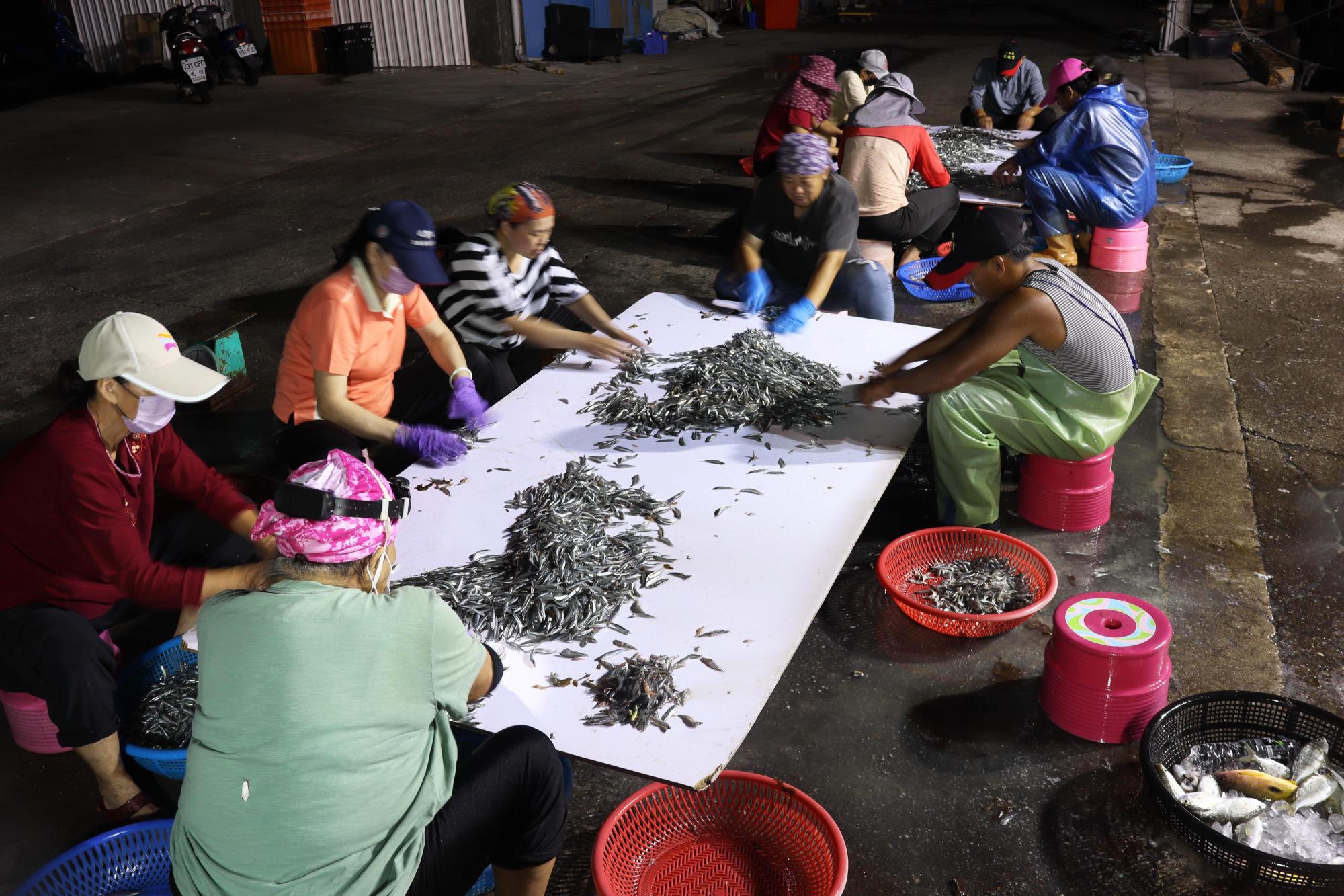 2025赤崁村丁香記錄