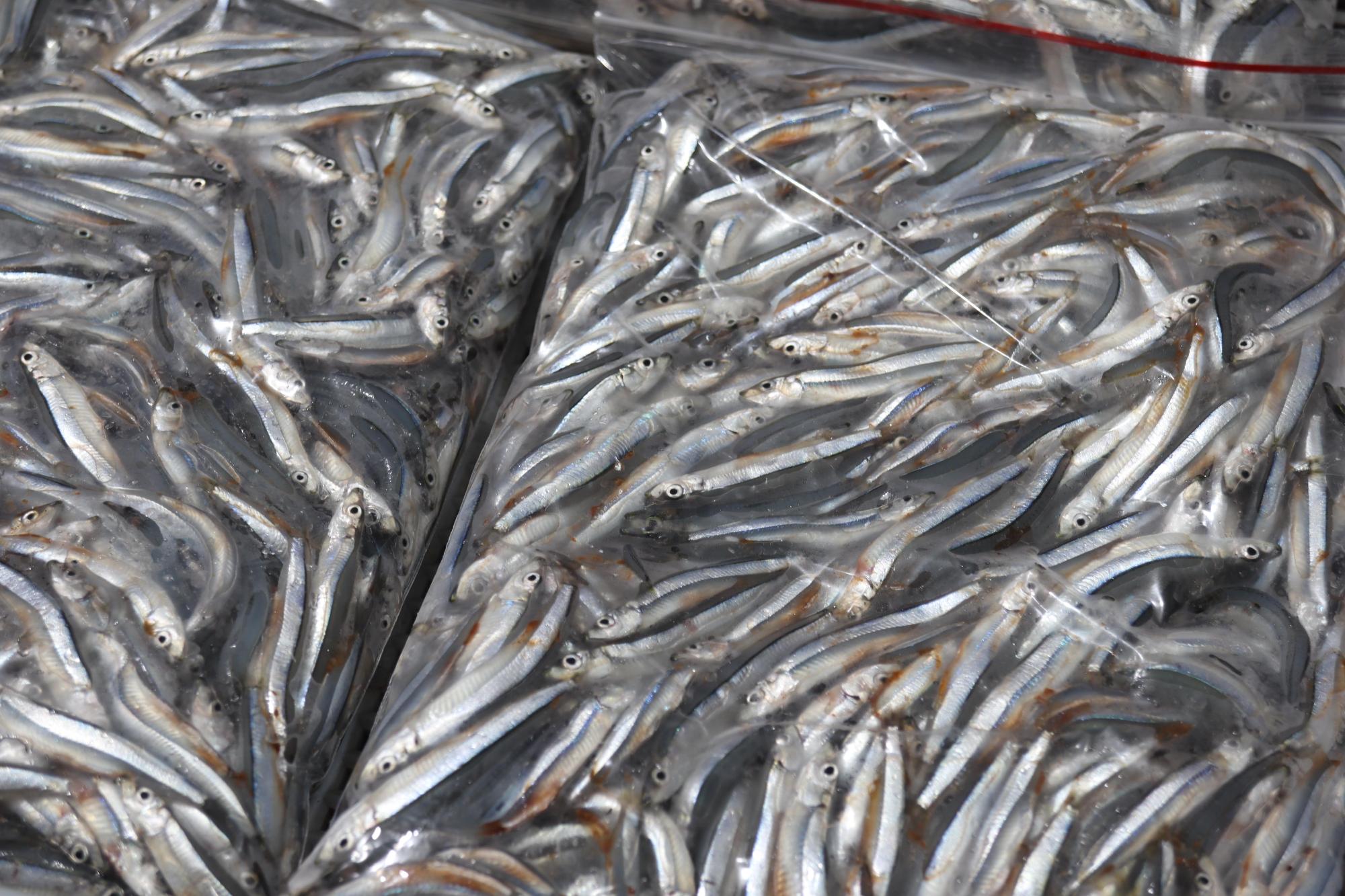 2025赤崁村丁香記錄