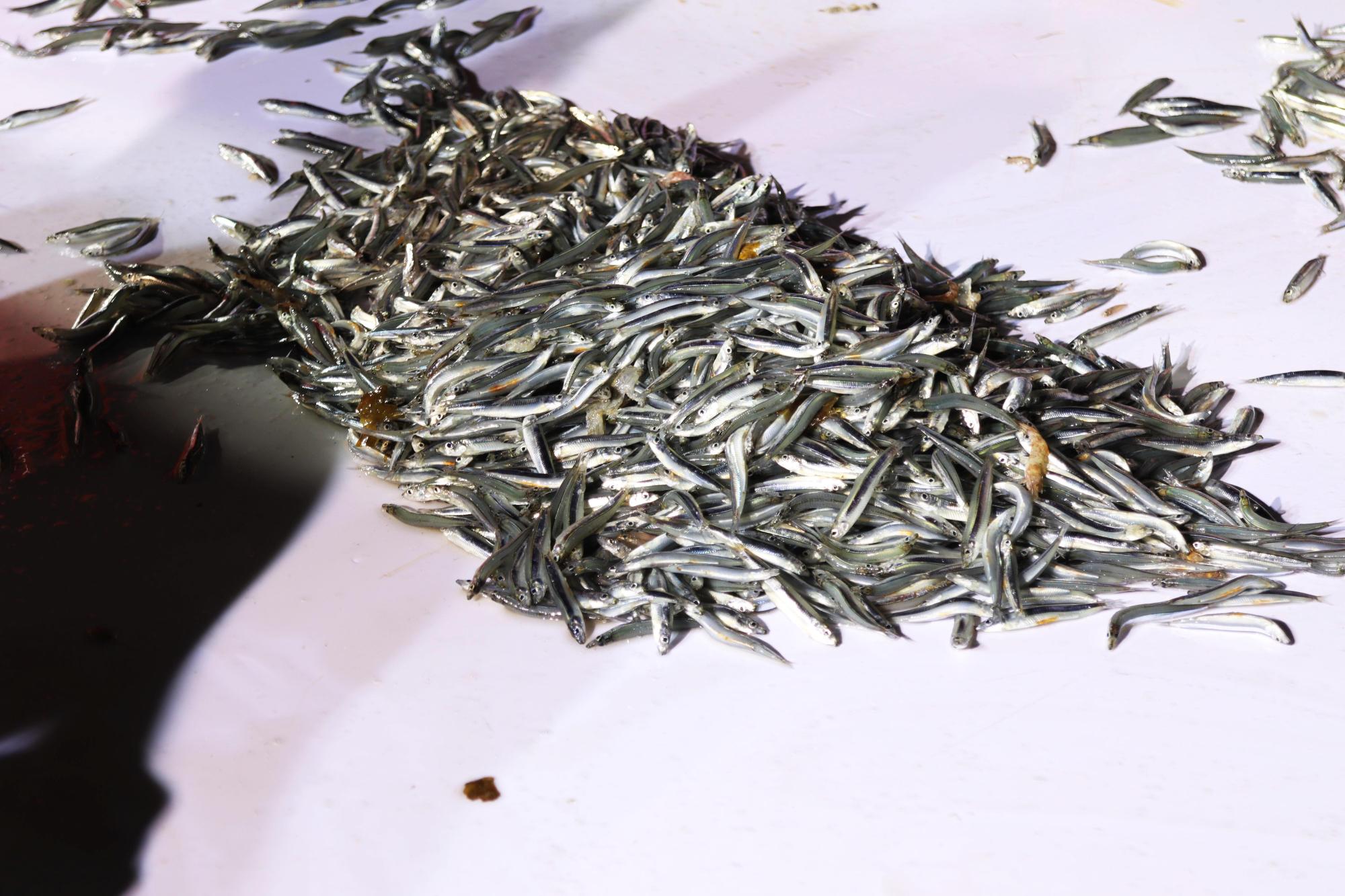 2025赤崁村丁香記錄