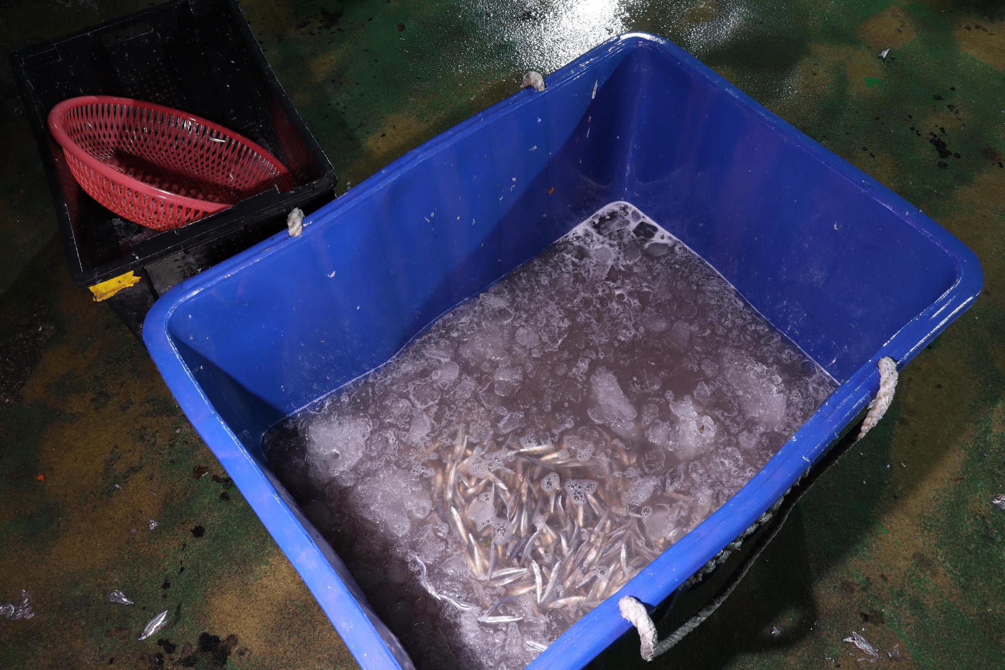 2025赤崁村丁香記錄