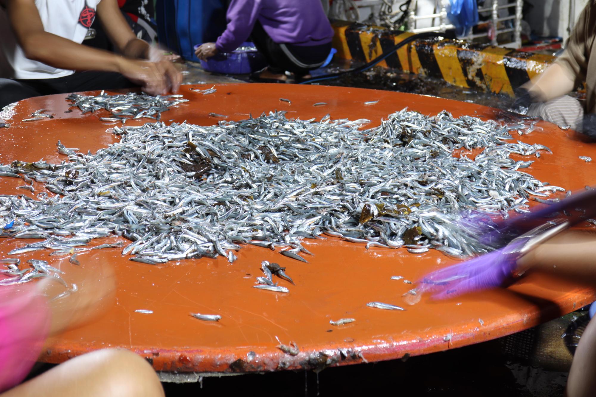 2025赤崁村丁香記錄