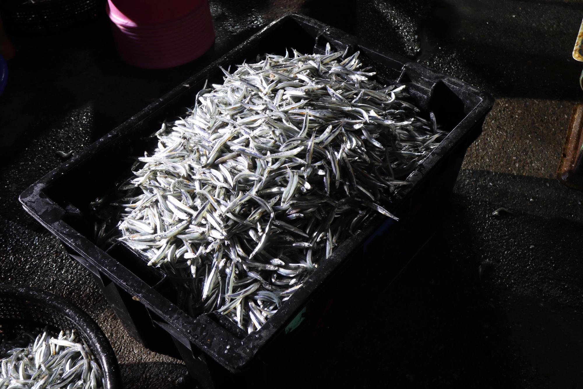 2025赤崁村丁香記錄