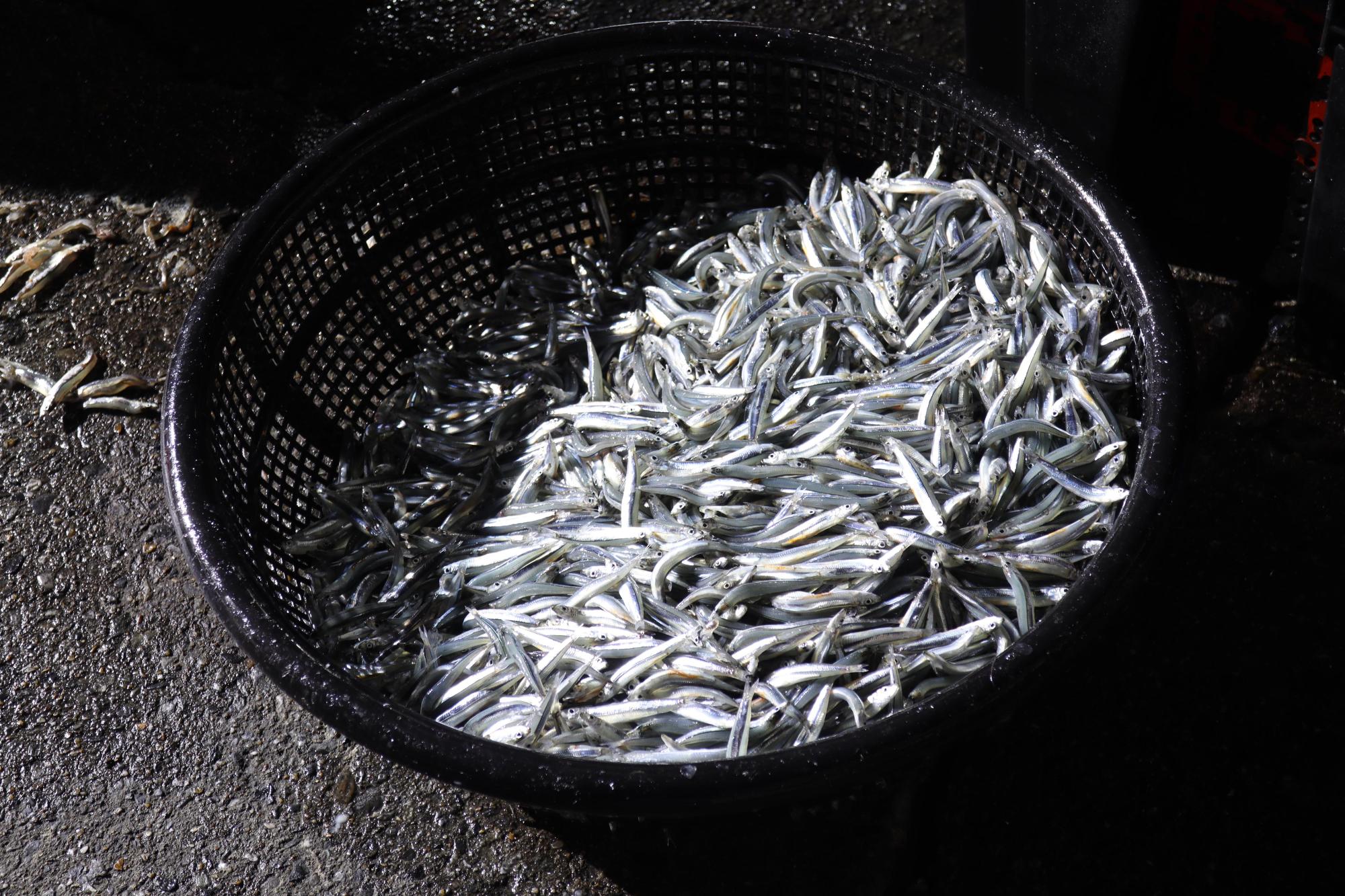 2025赤崁村丁香記錄