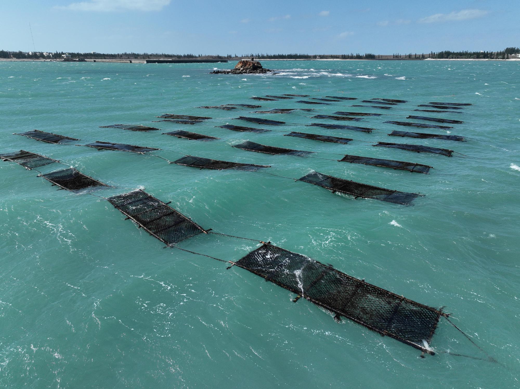 2025講美紫菜養殖記錄