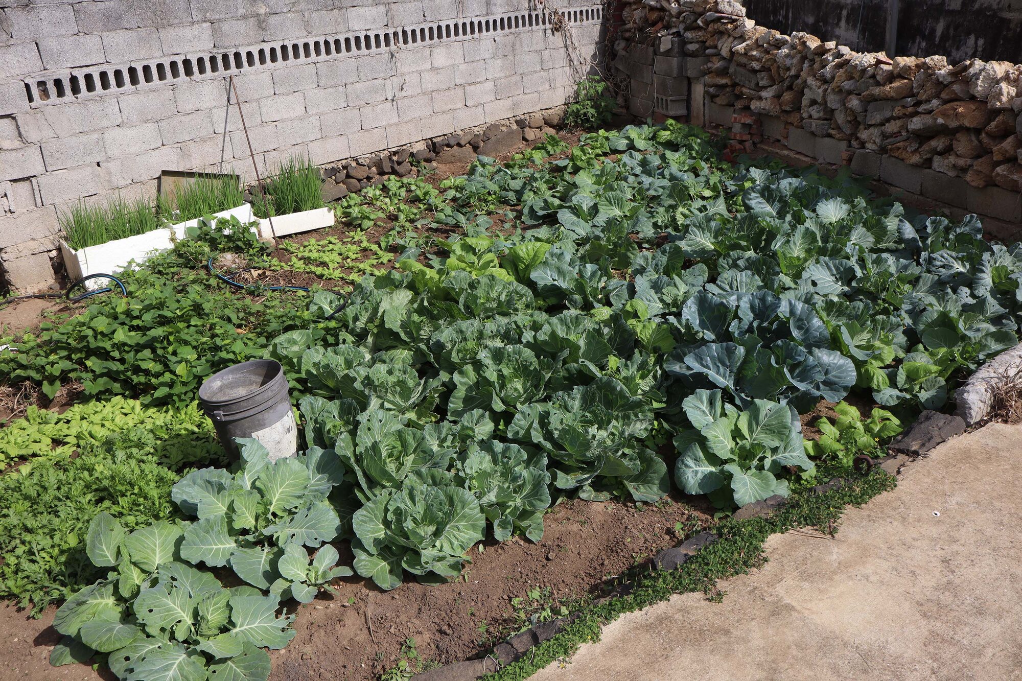 2025大池農作物記錄