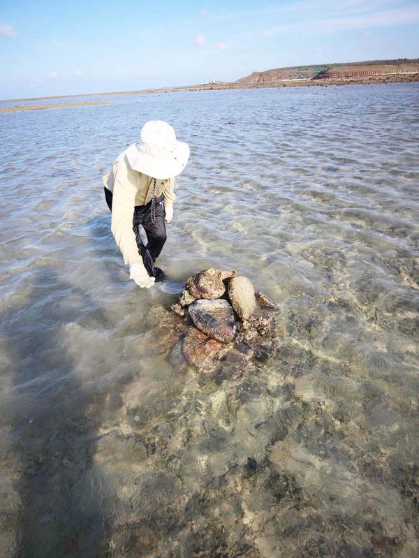 2018澎湖抱墩記錄