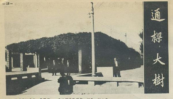 通梁古榕黑白影像記錄