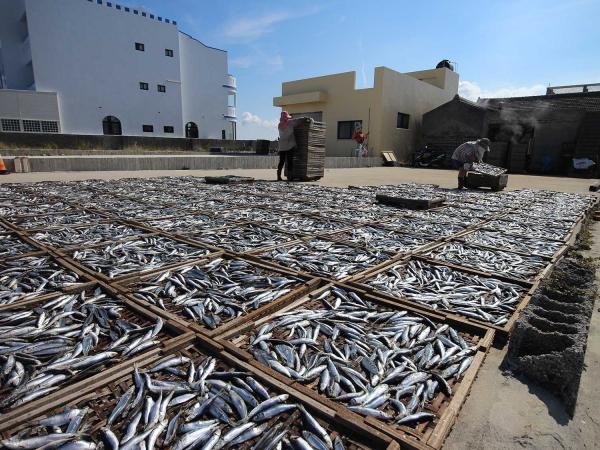 臭肉魚加工嵵裡里漁工新村〇號