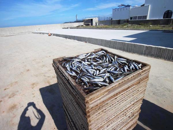 臭肉魚加工嵵裡里漁工新村〇號