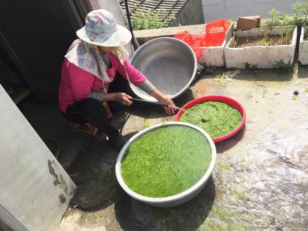 2018澎湖海菜記錄