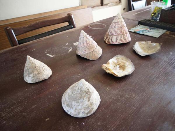 2019朝日貝釦工廠記錄