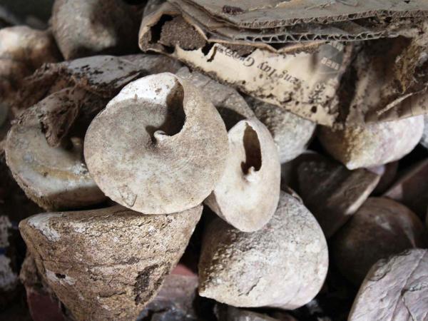 2019朝日貝釦工廠記錄