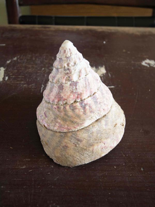 2019朝日貝釦工廠記錄