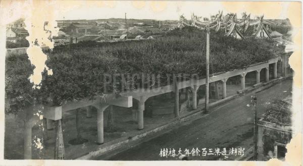 通梁古榕黑白影像記錄