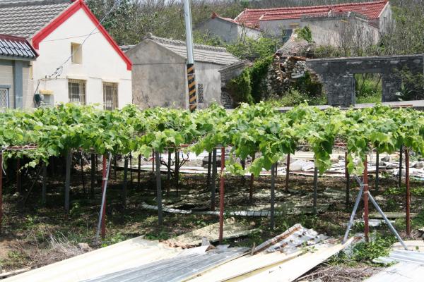 羅德信神父的葡萄