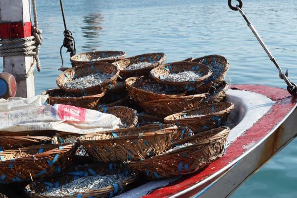 赤崁丁香咬山辨