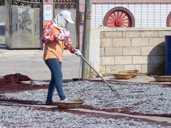 赤崁丁香咬山辨