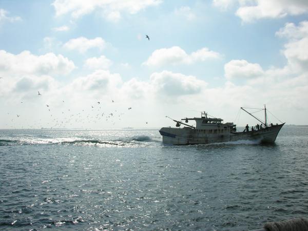 赤崁丁香咬山辨