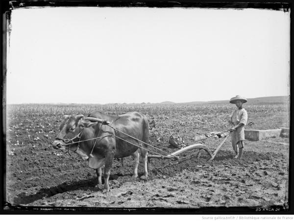 Pescadores. Laboureur chinois