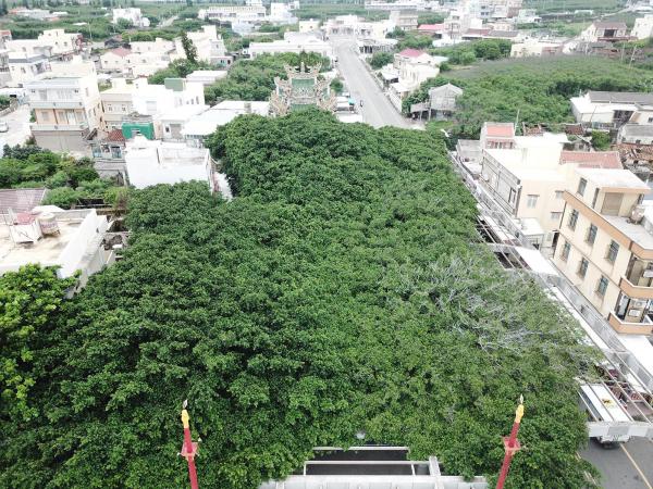 2020通梁古榕記錄