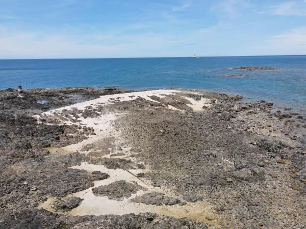 2020大柴面礁記錄