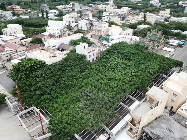 2020通梁古榕記錄