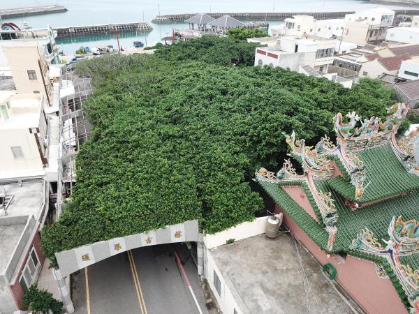 2020通梁古榕記錄