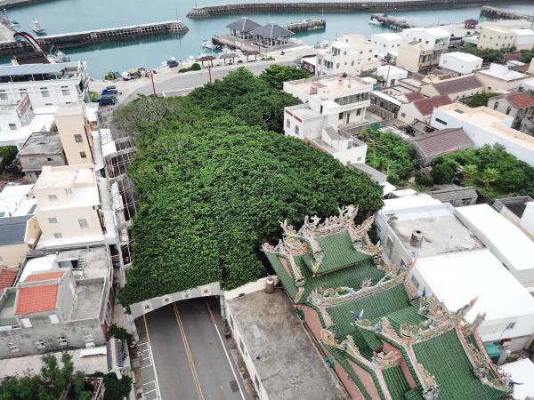 2020通梁古榕記錄