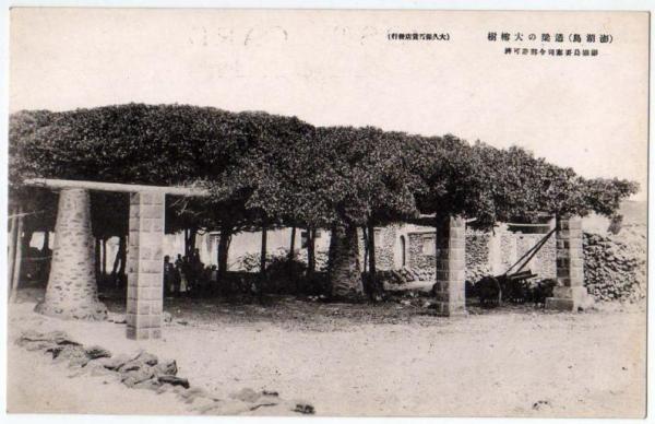 通梁古榕黑白影像記錄