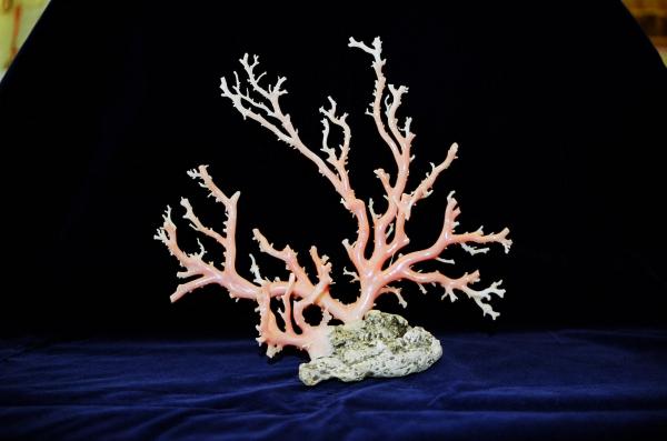 珊瑚寶樹魚龍守：外塹的傳說故事