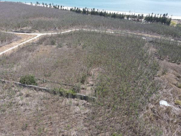 2021赤崁仔頭記錄