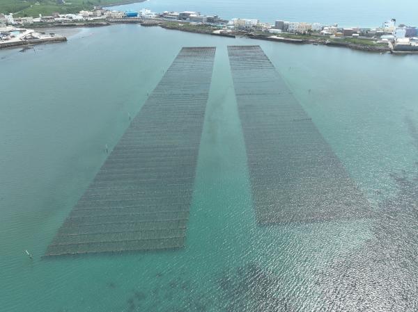 2023牡蠣養殖記錄