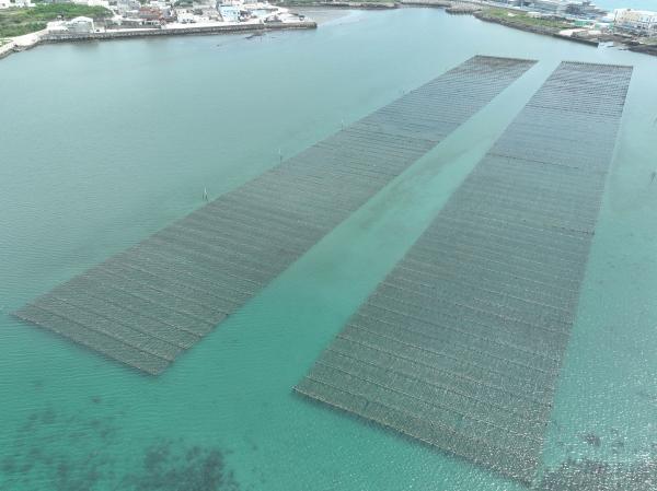 2023牡蠣養殖記錄