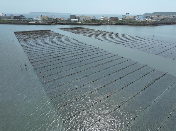 2023牡蠣養殖記錄