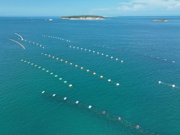 2023講美牡蠣養殖記錄