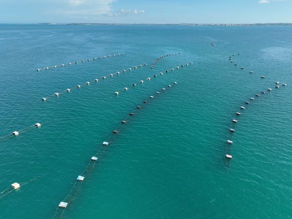 2023講美牡蠣養殖記錄