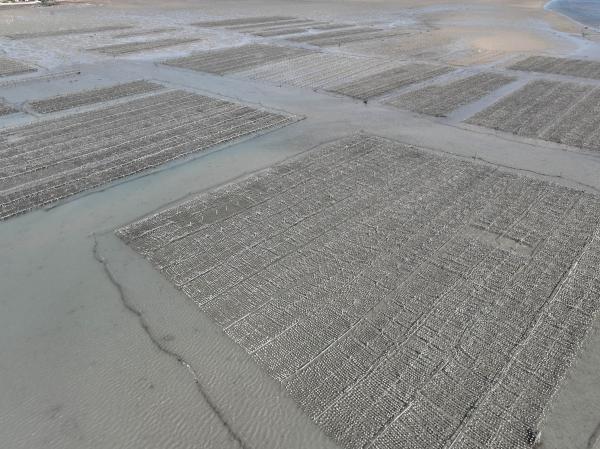 2023牡蠣養殖記錄