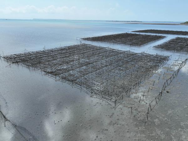 2023牡蠣養殖記錄