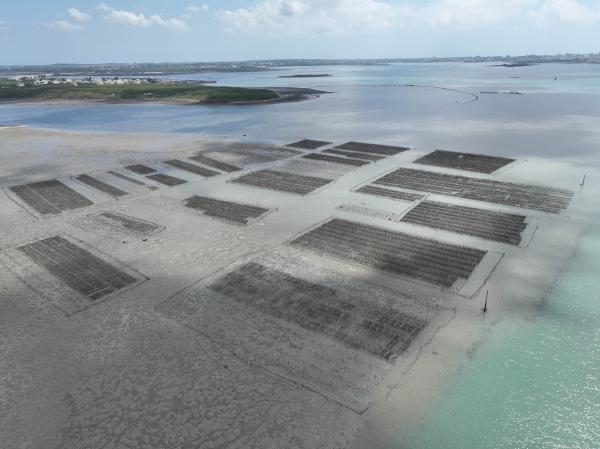 2023牡蠣養殖記錄