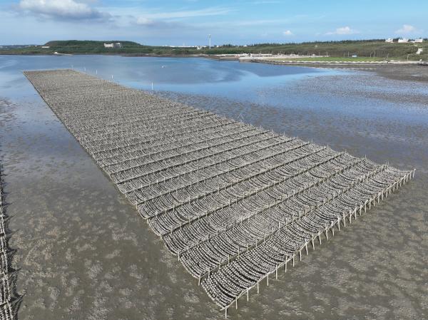 2023牡蠣養殖記錄