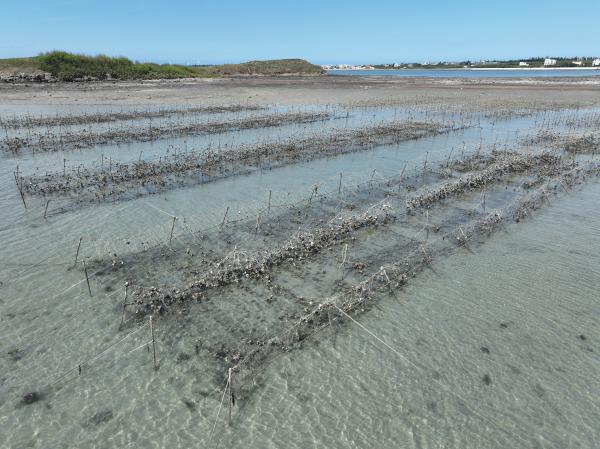 2023安宅牡蠣養殖記錄