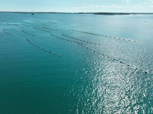 2023講美牡蠣養殖記錄