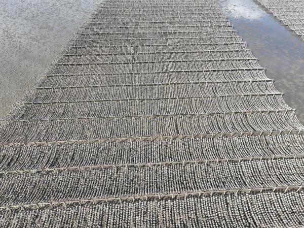 2023牡蠣養殖記錄