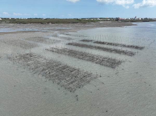 2023安宅牡蠣養殖記錄